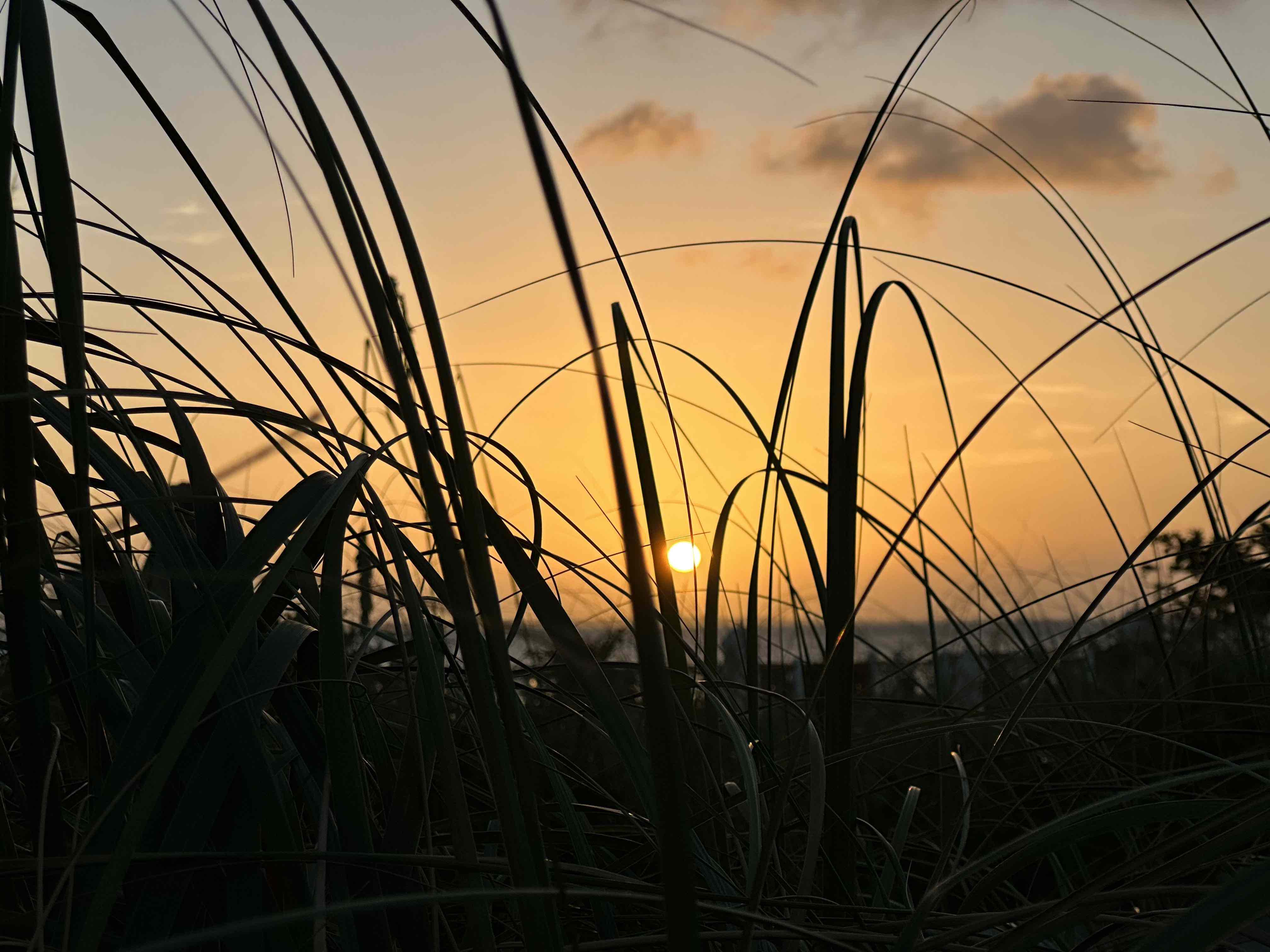 夕焼けのオレンジ色の空の下、水面に沈む太陽と、手前に広がる長い草。